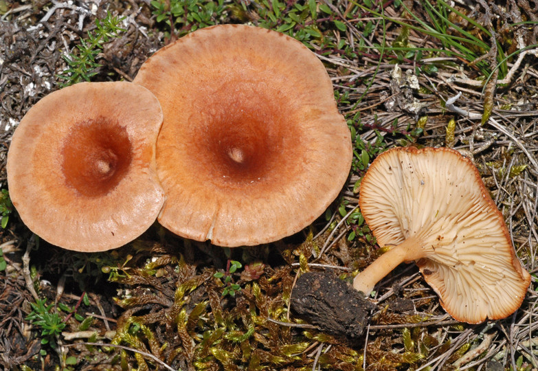 Clitocybe bresadoliana