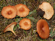 Clitocybe bresadoliana