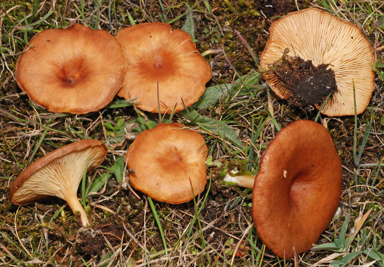 Clitocybe bresadoliana