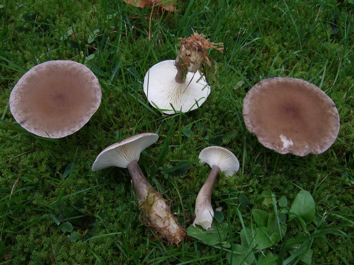 Clitocybe clavipes