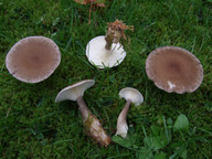 Clitocybe clavipes