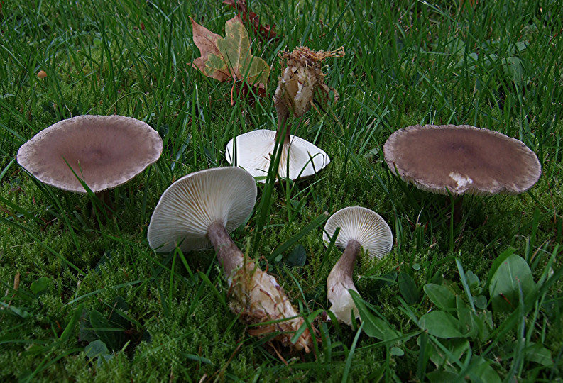 Clitocybe clavipes