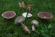 Clitocybe clavipes