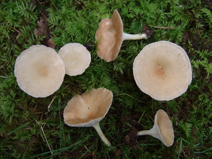 Clitocybe gibba