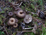 Clitocybe strigosa