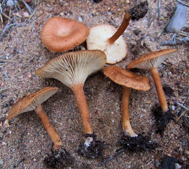 Clitocybe sinopica