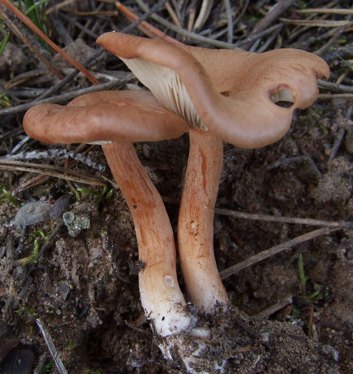 Clitocybe sinopica