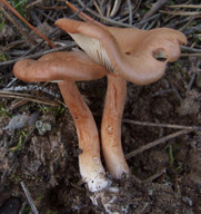 Clitocybe sinopica