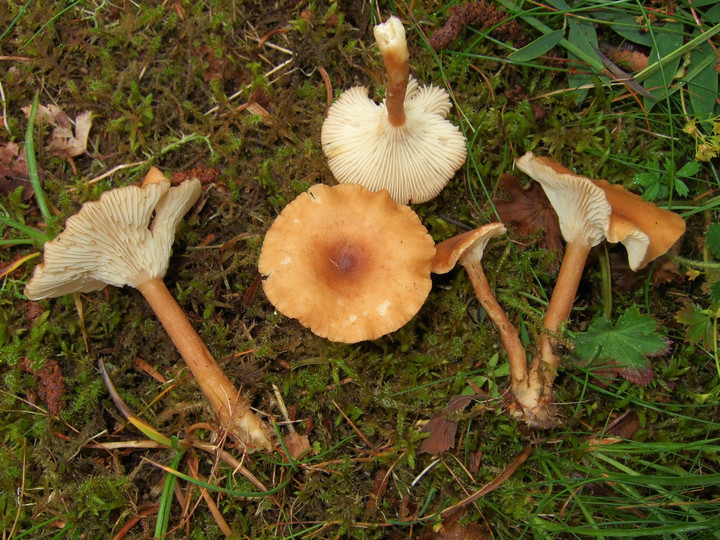 Clitocybe costata