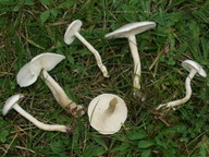 Clitocybe dealbata