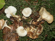 Clitocybe phaeophthalma