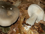 Clitocybe nebularis