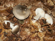 Clitocybe nebularis