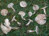 Clitocybe dealbata