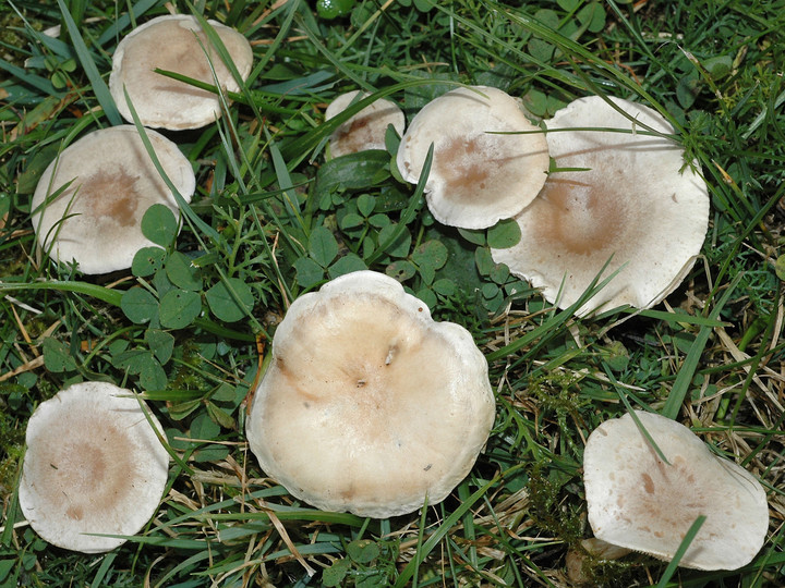 Clitocybe dealbata