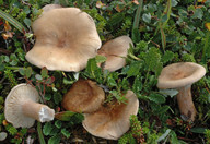 Clitocybe lapponica
