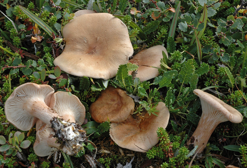 Clitocybe lapponica