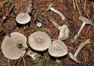 Clitocybe ditopus
