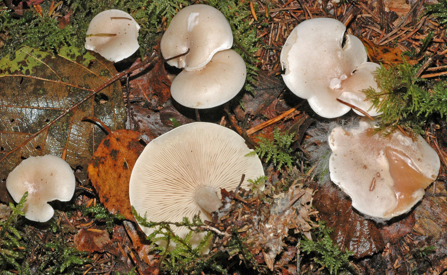 Clitocybe phyllophila