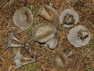 Clitocybe ditopus