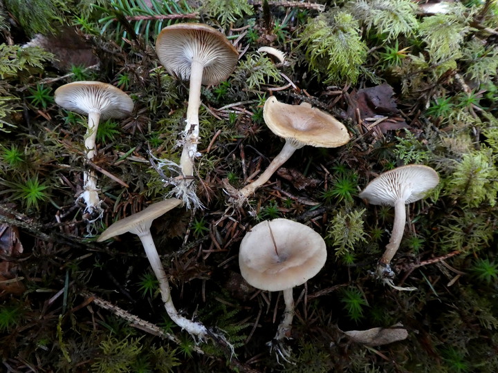 Clitocybe vermicularis