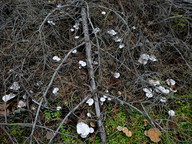 Clitocybe candicans