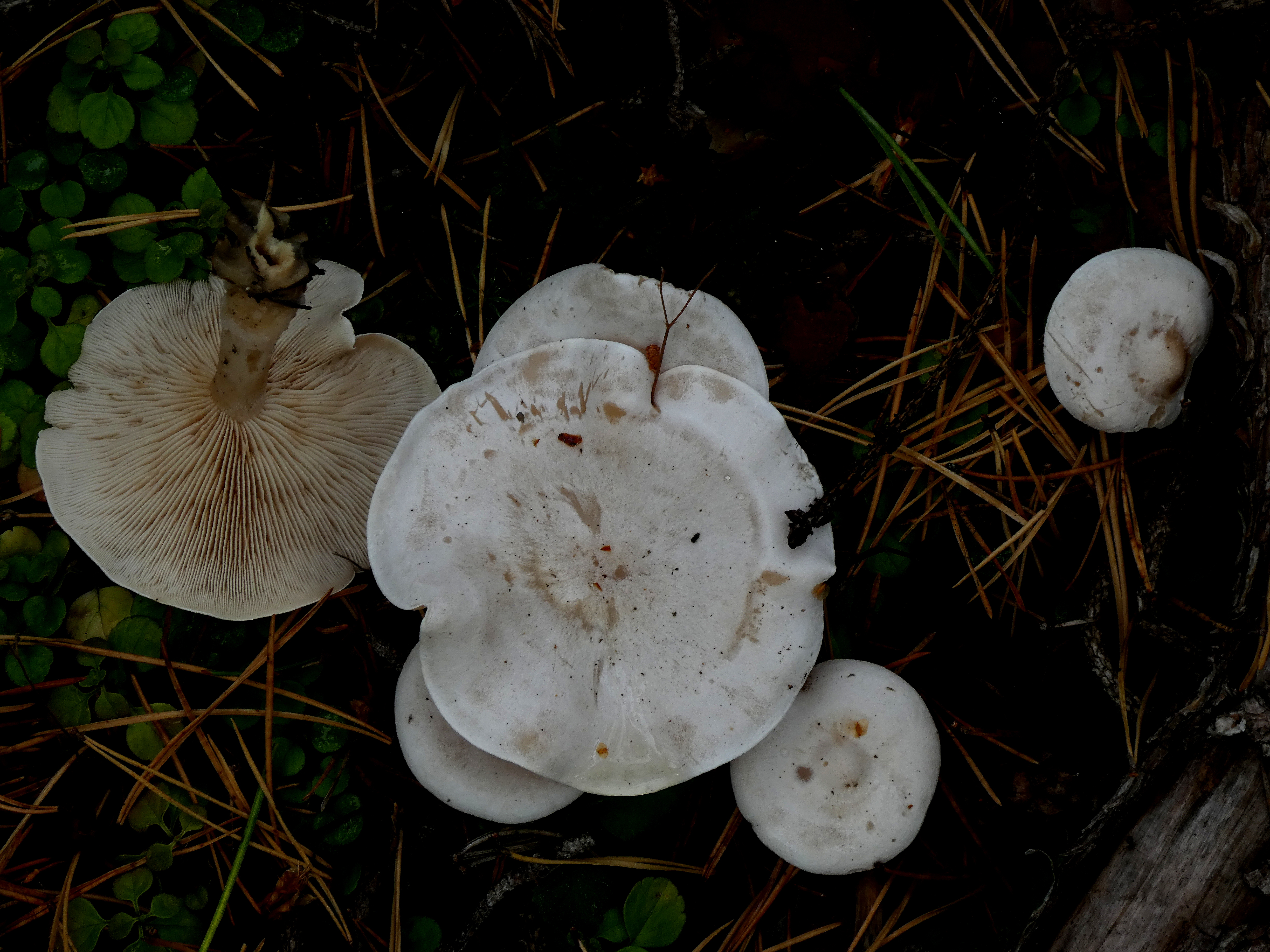 Clitocybe candicans