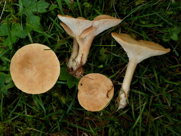 Clitocybe gibba