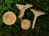 Clitocybe gibba