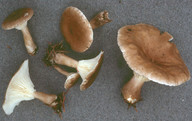 Clitocybe clavipes