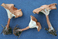 Clitocybe costata