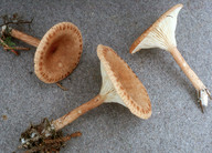 Clitocybe costata