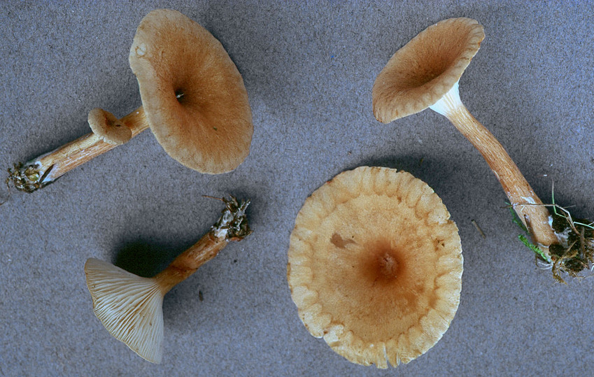 Clitocybe costata