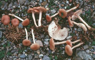 Clitocybe diatreta