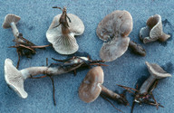 Clitocybe ditopus