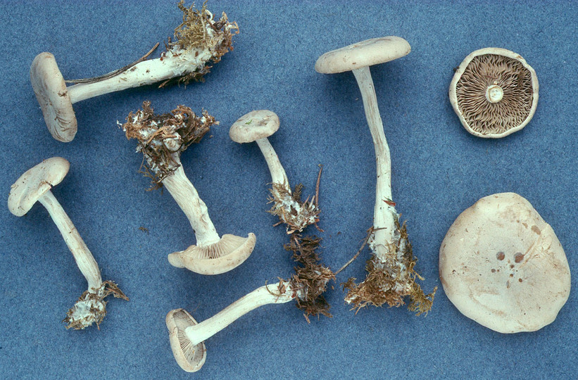 Clitocybe inornata