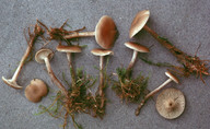 Clitocybe metachroa