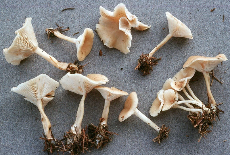 Clitocybe phyllophila