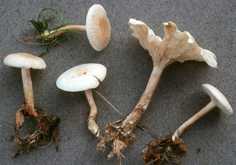 Clitocybe phyllophila