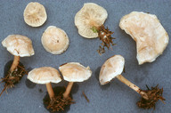 Clitocybe phyllophila