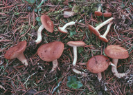 Clitocybe vermicularis