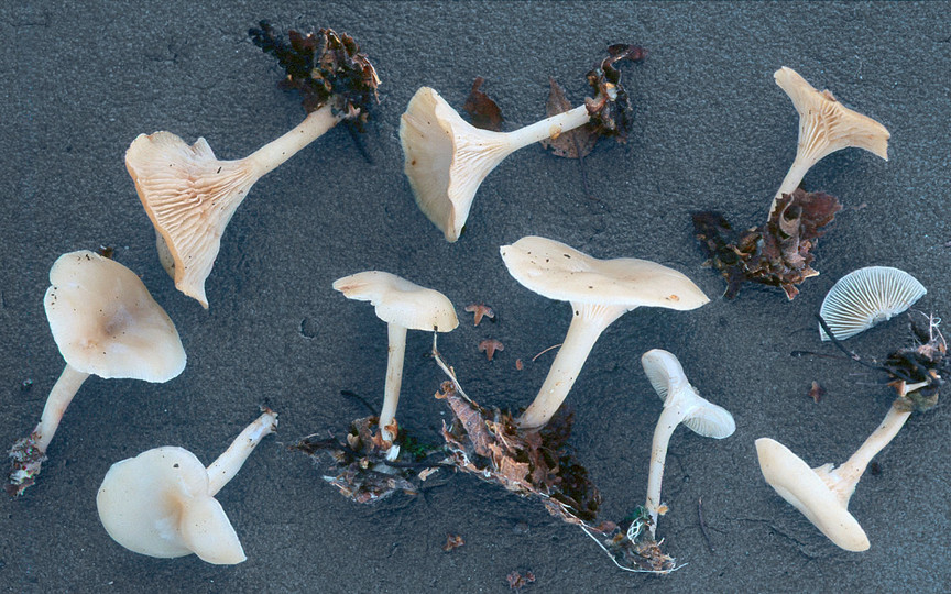 Clitocybe phaeophthalma