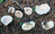 Clitocybe phyllophila