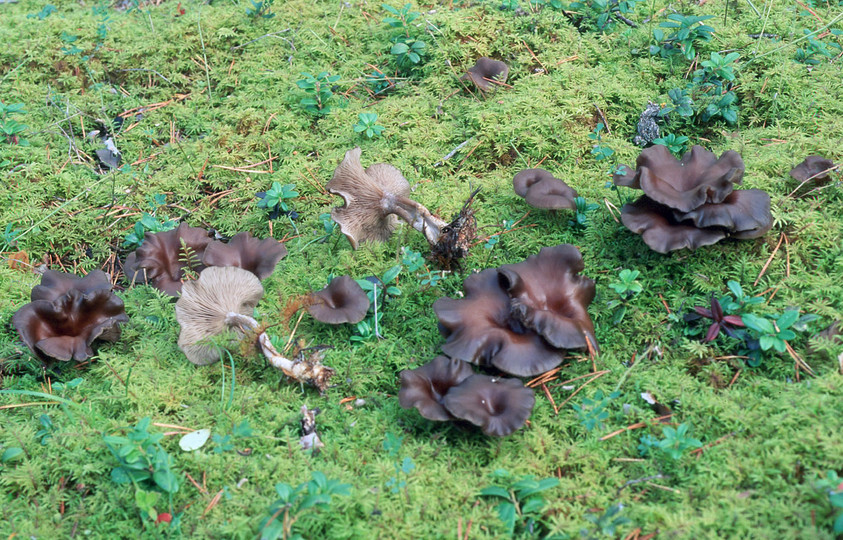 Clitocybe strigosa