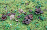 Clitocybe strigosa