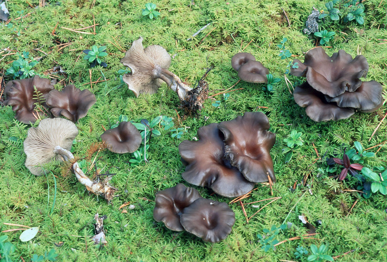 Clitocybe strigosa