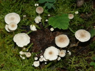 Collybia cirrhata