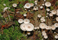 Collybia tuberosa