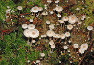 Collybia tuberosa