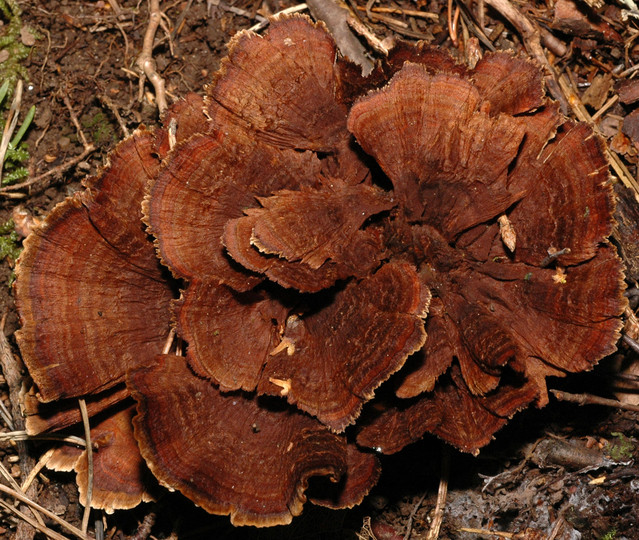 Coltricia cinnamomea